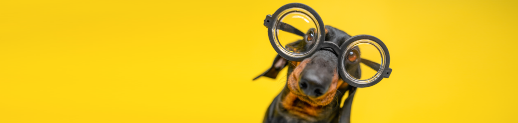 Dog wearing large glasses on a bright yellow background, conveying a quirky and playful vibe.