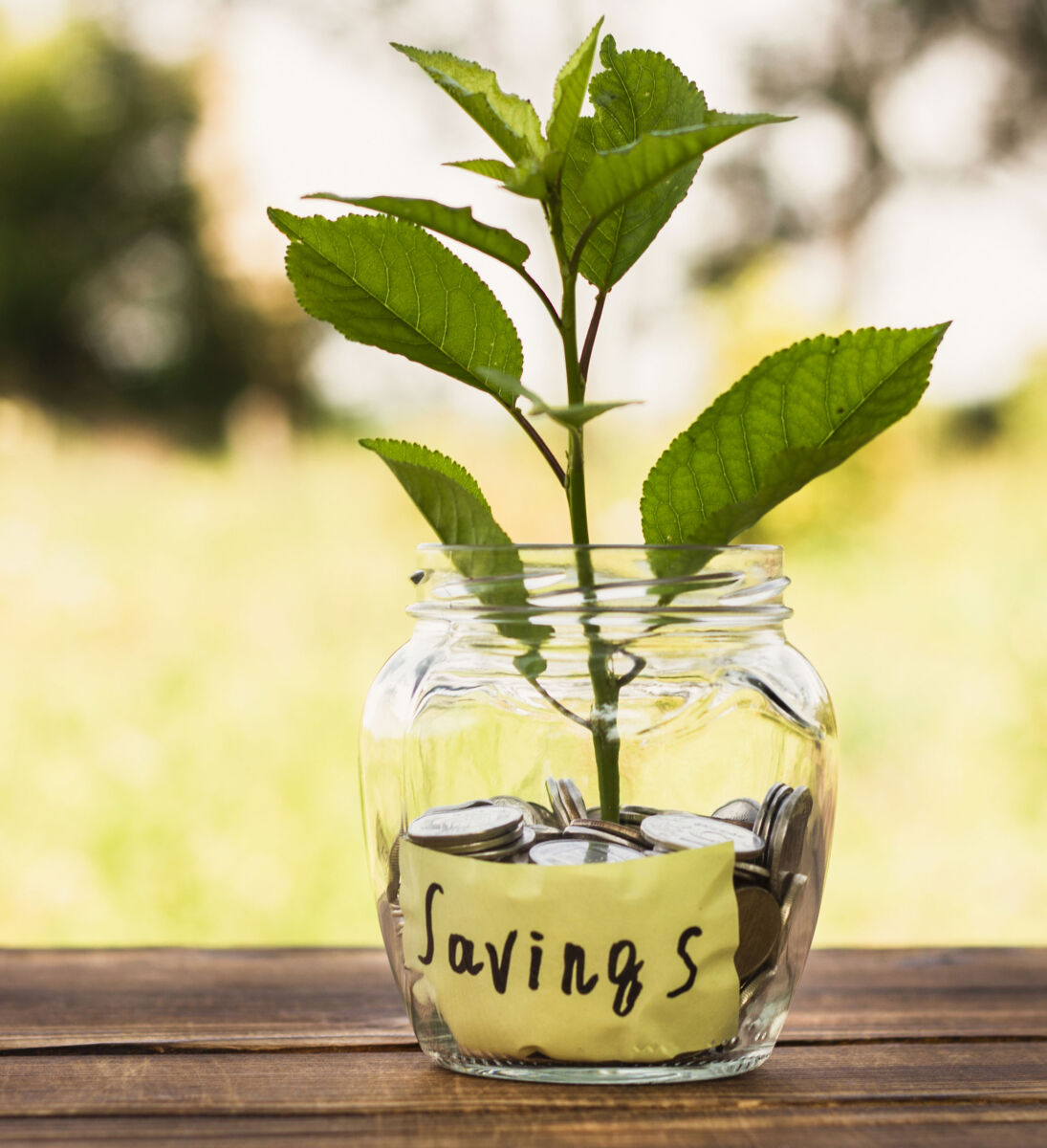 Jar of coins labeled savings with a growing plant, symbolizing financial growth and investment.